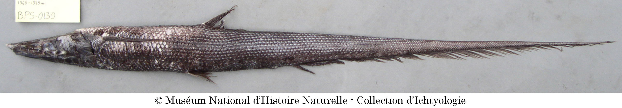 Halosauropsis macrochir (Günther, 1878)